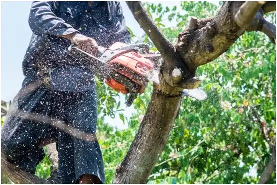 tree services Trafford